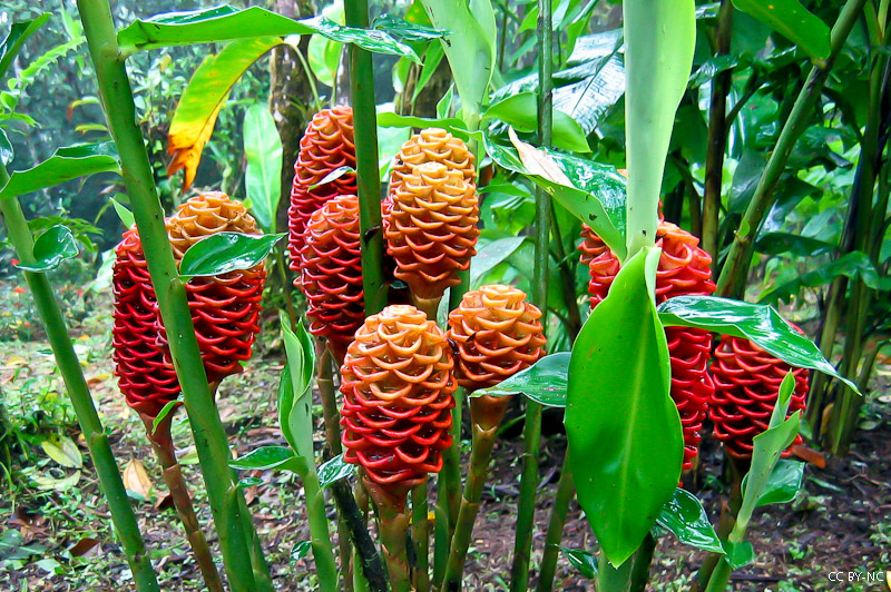 Flore au Costa Rica