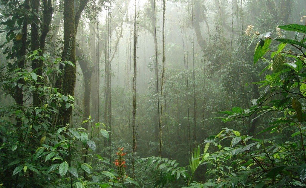 forêt nuageuse de Monteverde