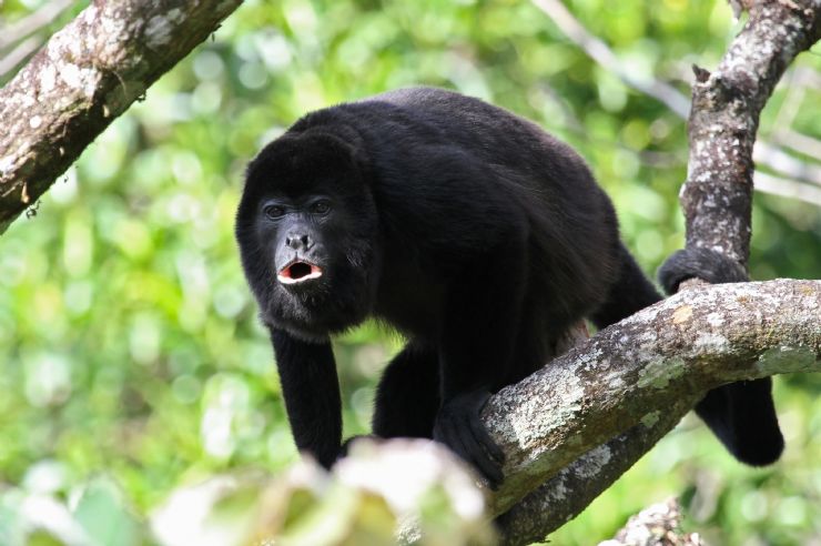 singes hurleurs au Costa Rica