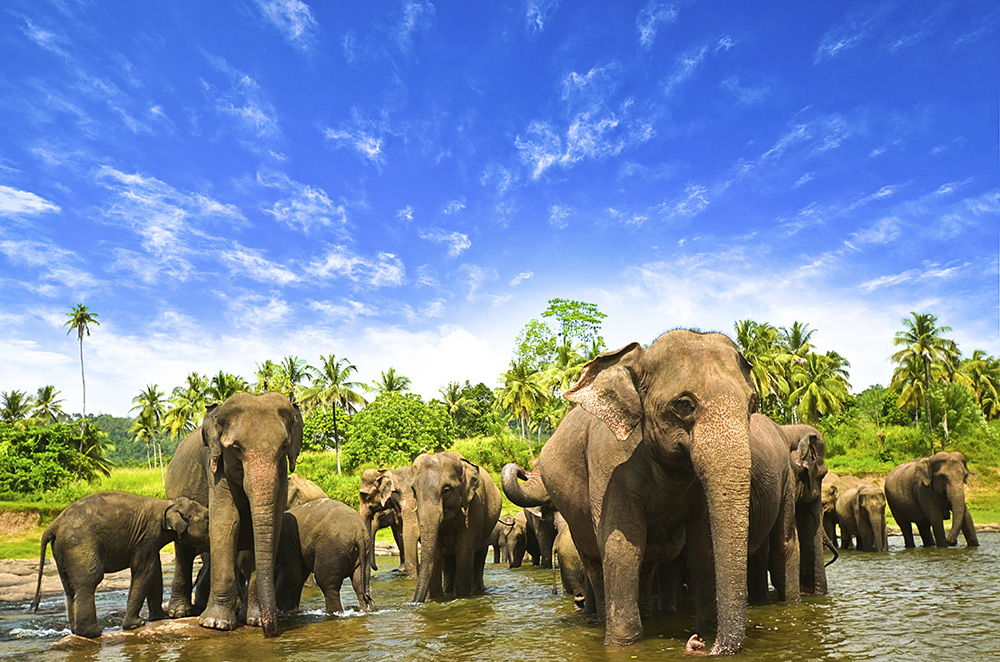 Sri Lanka éléphants